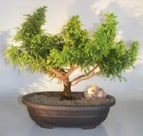 Cryptomeria Bonsai Tree (japonica - tansu)