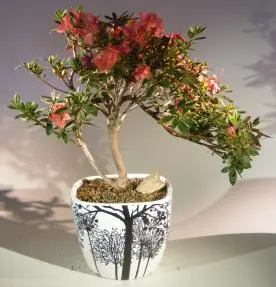 Flowering Tropical Duc De Rohan Azalea Bonsai Tree Cascade Style (southern indica)