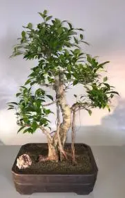 Ficus Retusa Bonsai Tree Curved Trunk & Banyan Roots (ficus retusa)