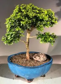 Japanese Kingsville Boxwood Bonsai Tree (buxus microphylla compacta)