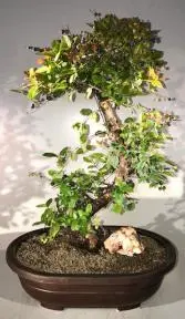 Flowering Sweet Plum Bonsai Tree Curved Trunk Style (sageretia theezans)