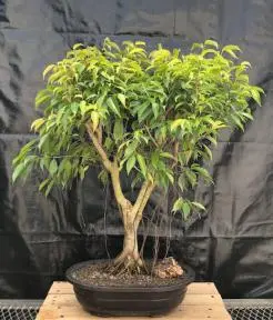Oriental Ficus Bonsai Tree Banyan Style (ficus orientalis)
