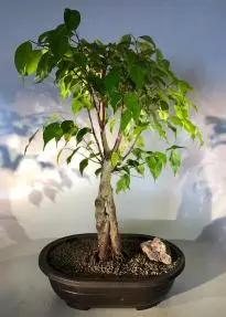 Oriental Ficus Bonsai Tree (ficus orientalis)