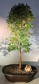 Flowering Brush Cherry Bonsai Tree (eugenia myrtifolia)