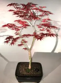 Japanese Red Maple Bonsai Tree (Shindeshojo)