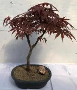 Japanese Red Maple Bonsai Tree (acer palmatum "atropurpureum")