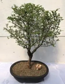 Chinese Seiju Elm Bonsai Tree (ulmus parvifolia 'seiju')