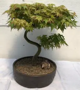 Japanese Green Maple Bonsai Tree Curved "S" Shape Trunk (acer palmatum)