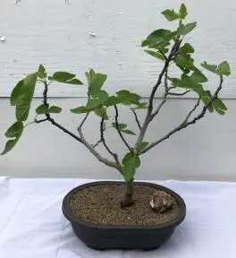 Brown Turkey Fig Bonsai Tree (ficus carica)