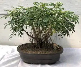 Hawaiian Umbrella Bonsai Tree - Variegated Banyan Style (arboricola schfflera)