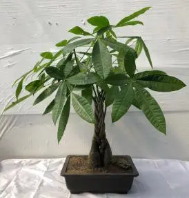 Braided Money Bonsai Tree 'Good Luck Tree' (pachira aquatica)