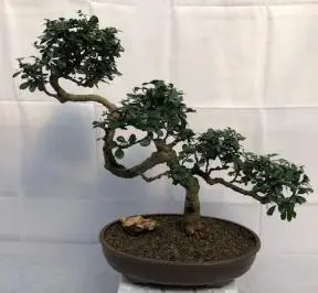 Flowering Fukien Tea Bonsai Tree Curved Trunk Style (ehretia microphylla)