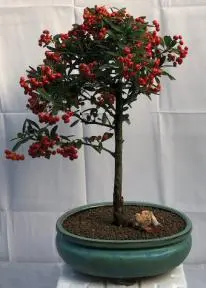 Flowering Pyracantha Bonsai Tree (pyracantha 'mohave')