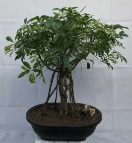Hawaiian Umbrella Bonsai Tree - Variegated Banyan / Braided Trunk Style With Golf Ball (arboricola schfflera)