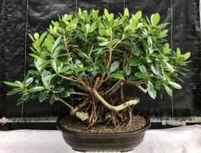 Green Island Ficus Bonsai Tree Root Over Rock Style (ficus microcarpa)