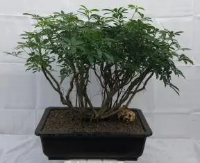 Hawaiian Umbrella Bonsai Tree Banyan Style (arboricola schfflera)