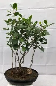 Flowering Tropical Dwarf Apple Bonsai Tree Banyan Style (clusia rosea 'nana')