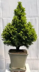 Dwarf Alberta Spruce Bonsai Tree (picea glauca conica)