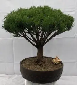 Japanese Red Pine Bonsai Tree (pinus densi 'globosa')