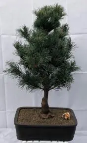 Japanese White Pine Bonsai Tree (pinus parviflora 'bergman')
