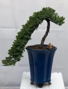 Juniper Bonsai Tree - Cascade Style (juniper procumbens nana)