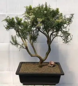 Flowering Japanese Andromeda Bonsai Tree (pieris japonica variegata)