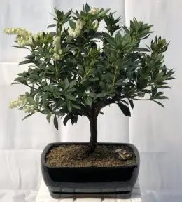 Flowering Japanese Andromeda Bonsai Tree (pieris japonica)