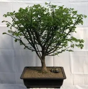 Flowering Burning Bush Bonsai Tree (euonymous)