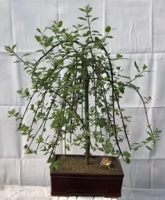 Flowering Weeping Pussy Willow Bonsai Tree (salix caprea 'pendula')