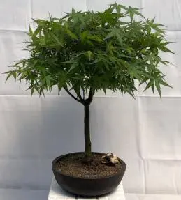 Japanese Green Maple Bonsai Tree (acer palmatum)