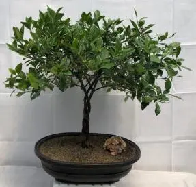 Flowering Gardenia Bonsai Tree Braided Trunk (jasminoides miami supreme)