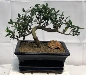 Flowering & Fruiting European Olive Bonsai Tree Coiled Trunk Style (olea europaea "little ollie")