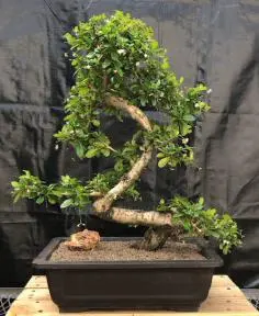 Flowering Fukien Tea Bonsai Tree Curved Trunk & Tiered Branching (ehretia microphylla)