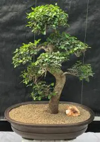Chinese Elm Bonsai Tree Curved Trunk & Tiered Branching Style (ulmus parvifolia)
