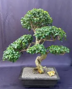 Flowering Ligustrum Bonsai Tree Curved Trunk & Tiered Branching Style (ligustrum lucidum)