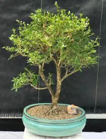 Flowering Chinese White Serissa Bonsai Tree Of A Thousand Stars (serissa japonica)
