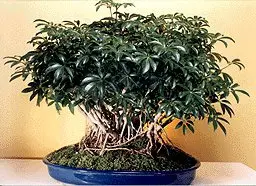 Hawaiian Umbrella Bonsai Tree - Extra Large Banyan (arboricola schefflera)