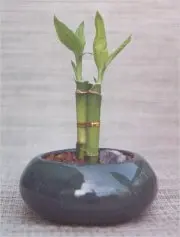 Lucky Bamboo Bonsai Tree - Small (Dracena Sanderiana)
