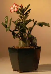 Desert Rose Bonsai Tree - Large (Adenium Obesum)