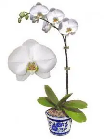 Orchid Bonsai Tree Select White Phalaenopsis