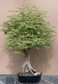Japanese Maple Bonsai Tree - Green - 35" x29" x 43" (Acer Palmatum)