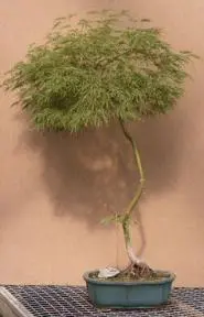 Japanese Green Laceleaf Maple Bonsai Tree - 32" x 24" x 46" (acer palmatum dissectum 'green mist')
