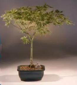 Japanese Green Laceleaf Maple Bonsai Tree (acer palmatum dissectum 'spring delight')