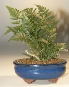 White Rabbit's Foot Fern Bonsai Tree (humata tyermanii)