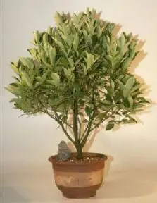 Citrus Bonsai Tree (calamoindin orange)