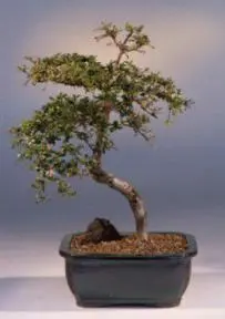 Dwarf Black Olive (bucida spinosa)