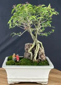 Flowering Dwarf Barbados Cherry Bonsai Tree Root Over Rock (malpighia Pendiculata)