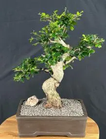 Flowering Fukien Tea Bonsai Tree Curved Trunk (ehretia microphylla)