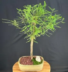 Bald Cypress Bonsai Tree (taxodium distichum)
