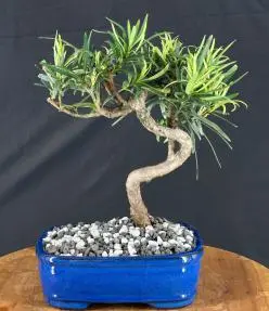 Trained Flowering Podocarpus Bonsai Tree (podocarpus macrophyllus)